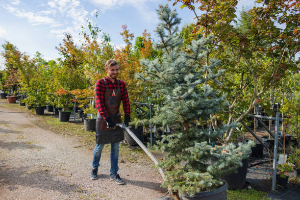 How Our Tree Care Process Works  in Innsbrook, VA